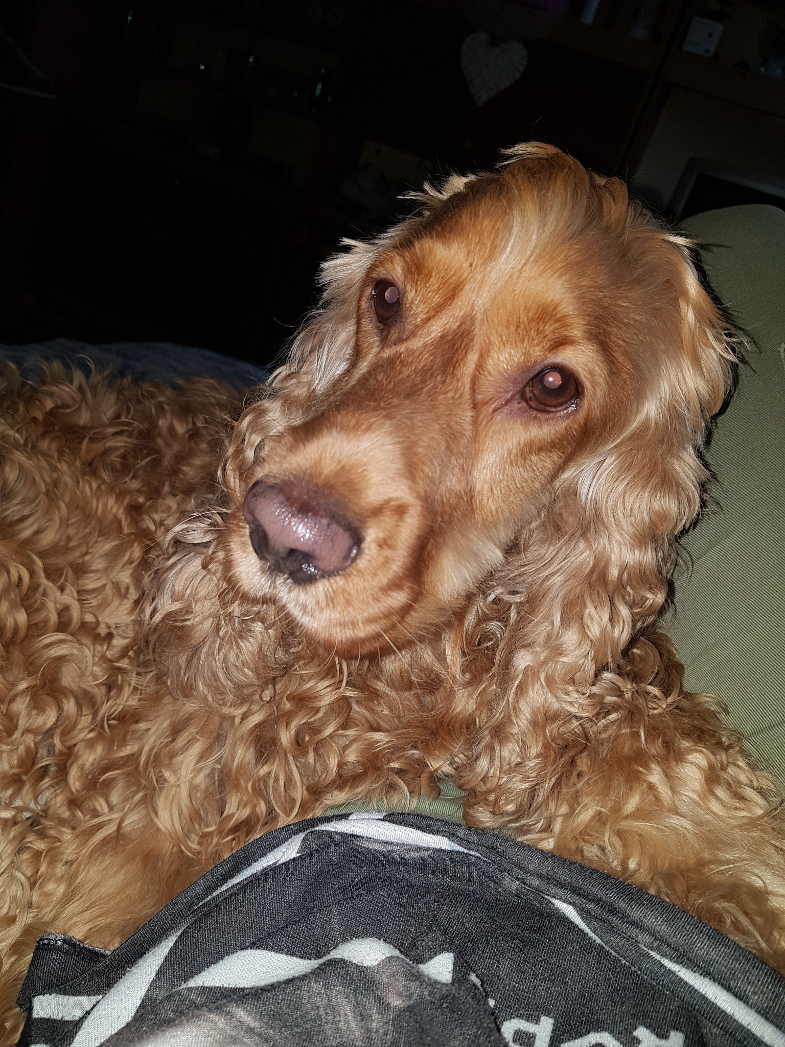 Portret uroczego, rudego spaniela z kręconą sierścią, leżącego na zielonej poduszce i czarno-białej bluzie, z błyszczącym nosem i inteligentnym spojrzeniem.