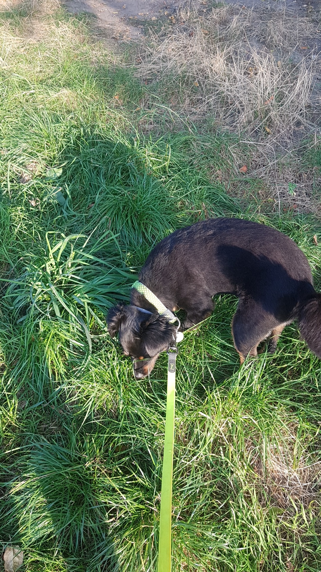 Czarny pies z zieloną smyczą wącha trawę na łące w słoneczny dzień.