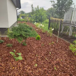 Nowo założony ogród z iglakiem, hortensjami i korą sosnową, widok z poziomu gruntu, w tle czarne ogrodzenie panelowe i drzewa liściaste.