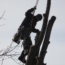 Alpinistyczna Wycinka Drzew - Ogrodnik Warszawa