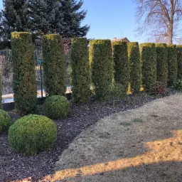 Równy szpaler strzyżonych, wysokich tuj tworzących żywopłot, z kulistymi krzewami na pierwszym planie i fragmentem brązowej trawy w słoneczny dzień.