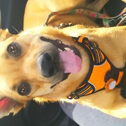 Wyprowadzanie psów Warszawa 2