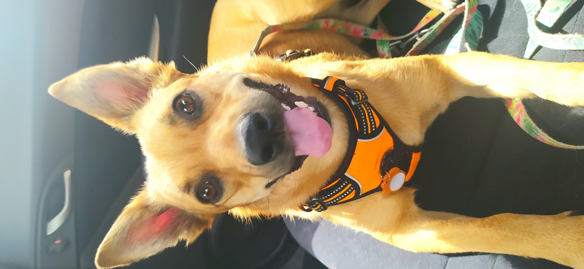 Uśmiechnięty pies rasy mieszanej z wywieszonym językiem, w pomarańczowych szelkach i kolorowej smyczy, siedzący na siedzeniu samochodu obok drzwi.