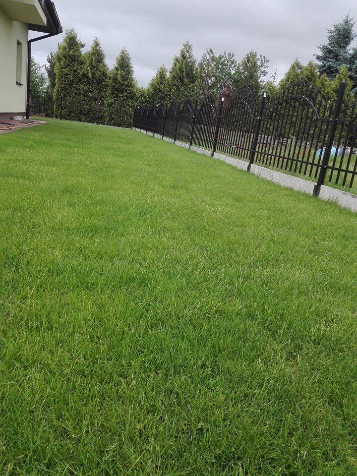 Idealnie skoszony trawnik w Bytomiu przylegający do posesji z ozdobnym, czarnym ogrodzeniem i tujami w tle.