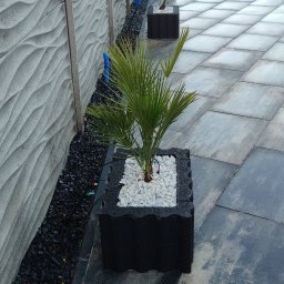 Firma Usługowa - Aranżacja ogrodu: palmowa roślina w czarnej donicy z białym kamieniem, ustawiona wzdłuż szarego, falistego ogrodzenia i ciemnego kamiennego chodnika.