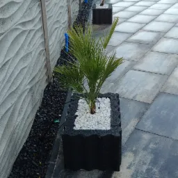 Aranżacja ogrodu: palmowa roślina w czarnej donicy z białym kamieniem, ustawiona wzdłuż szarego, falistego ogrodzenia i ciemnego kamiennego chodnika.