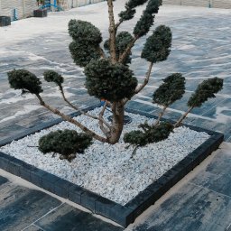 Pielęgnacja ogrodów Bydgoszcz 4