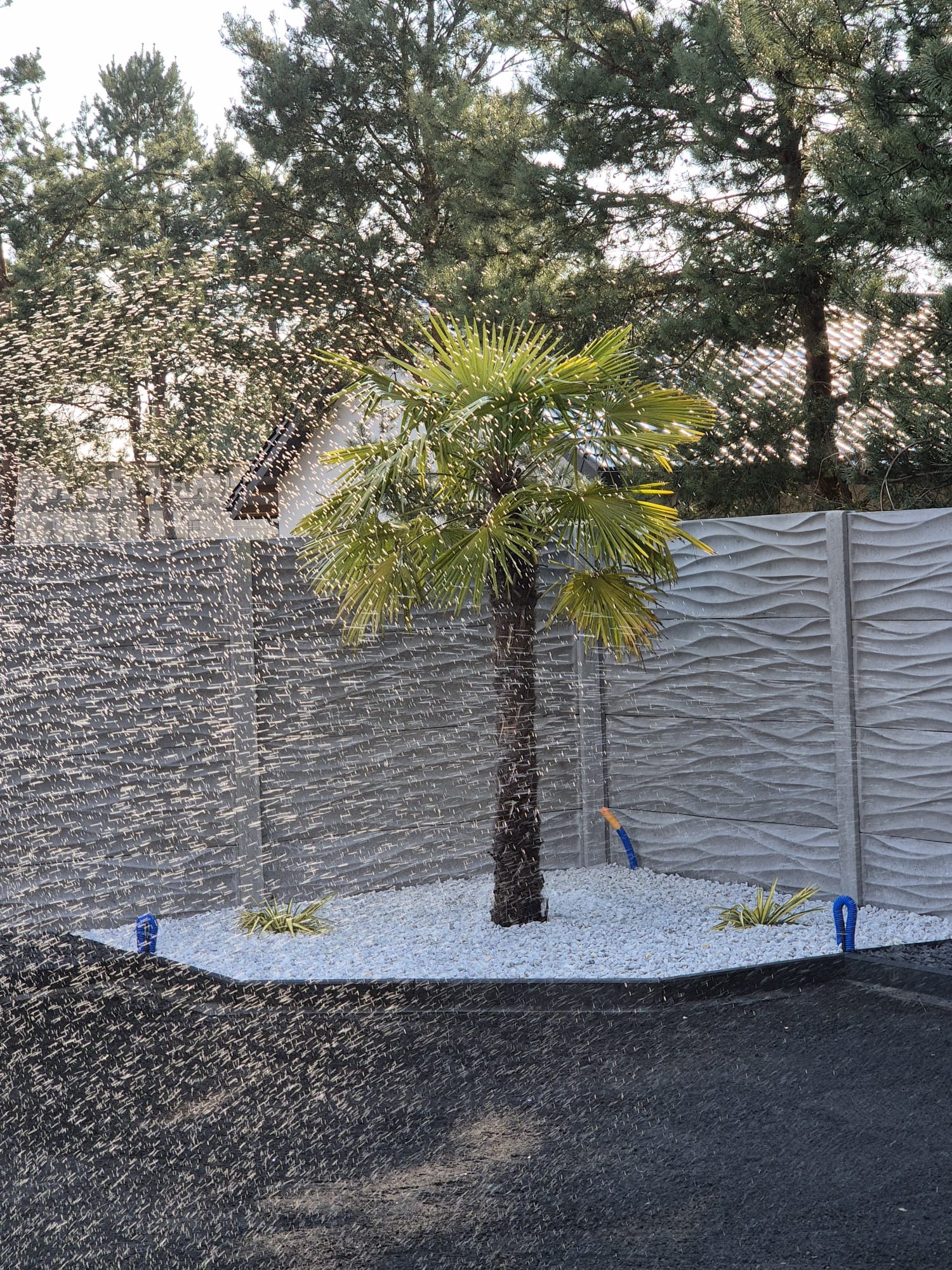 Automatyczne nawadnianie palmowej rośliny w ogrodzie z białymi kamieniami i betonowym ogrodzeniem o falistym wzorze, zraszacz w akcji.