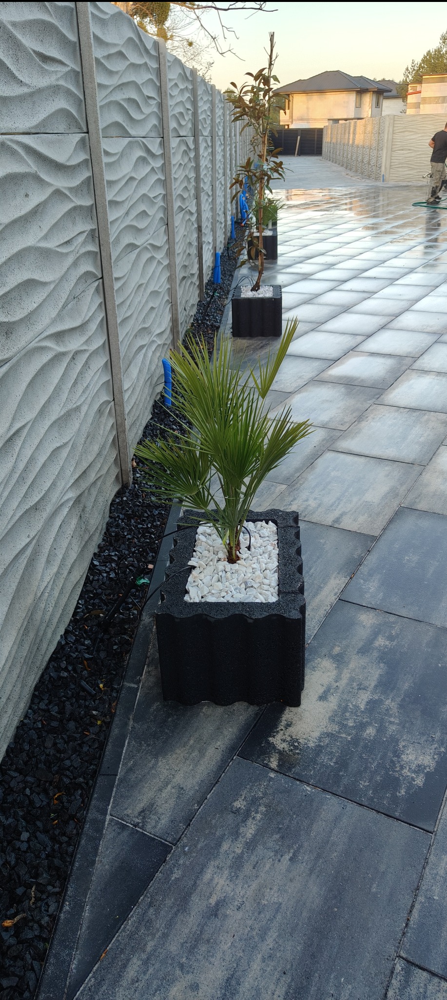 Aranżacja ogrodu: palmowa roślina w czarnej donicy z białym kamieniem, ustawiona wzdłuż szarego, falistego ogrodzenia i ciemnego kamiennego chodnika.