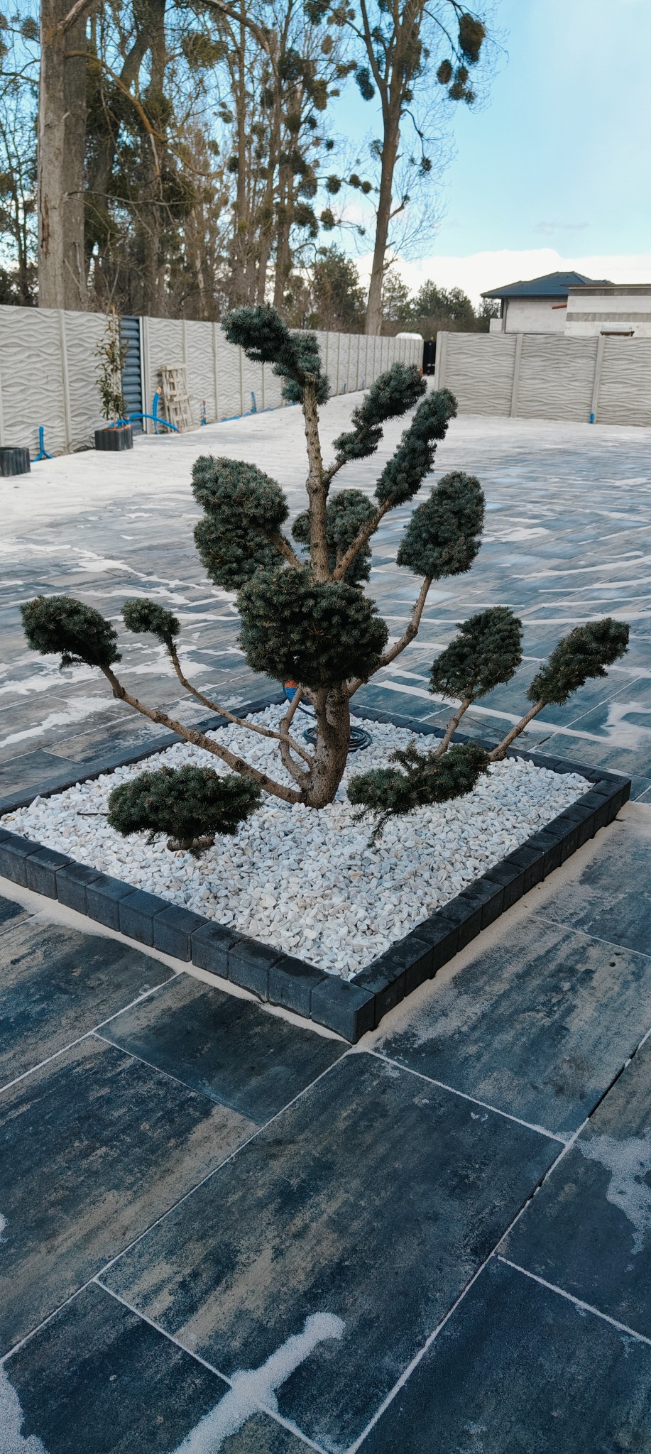 Formowany krzew iglasty w kwadratowej rabacie z białych kamieni, otoczonej ciemną kostką, na tle szarej kostki brukowej i ogrodzenia panelowego.