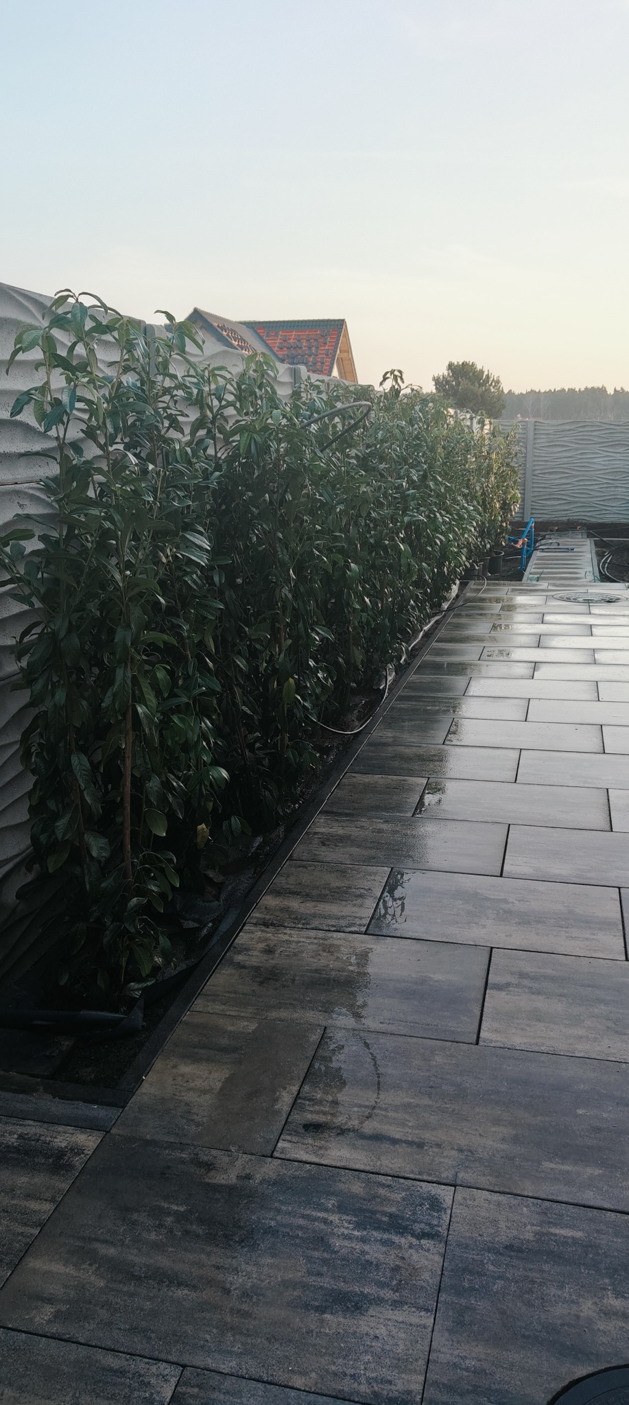 Świeżo posadzone drzewa laurowiśni wzdłuż betonowego ogrodzenia i mokrego, wyłożonego płytami chodnika po deszczu.