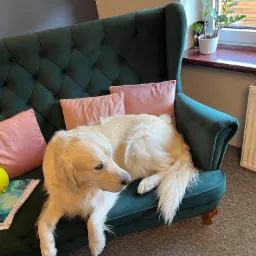 Golden retriever leży na ciemnozielonym fotelu typu uszak z różowymi poduszkami, obok żółta piłka antystresowa i notatnik z marmurkowym wzorem okładki.