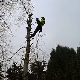 Usługa ścinki drzew alpinistycznie - Domek Holenderski z Tarasem Lębork