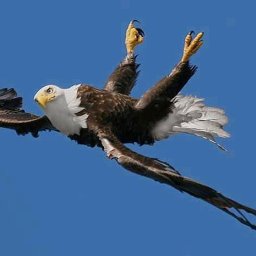 Eagle Motorcycles Rent & Travel