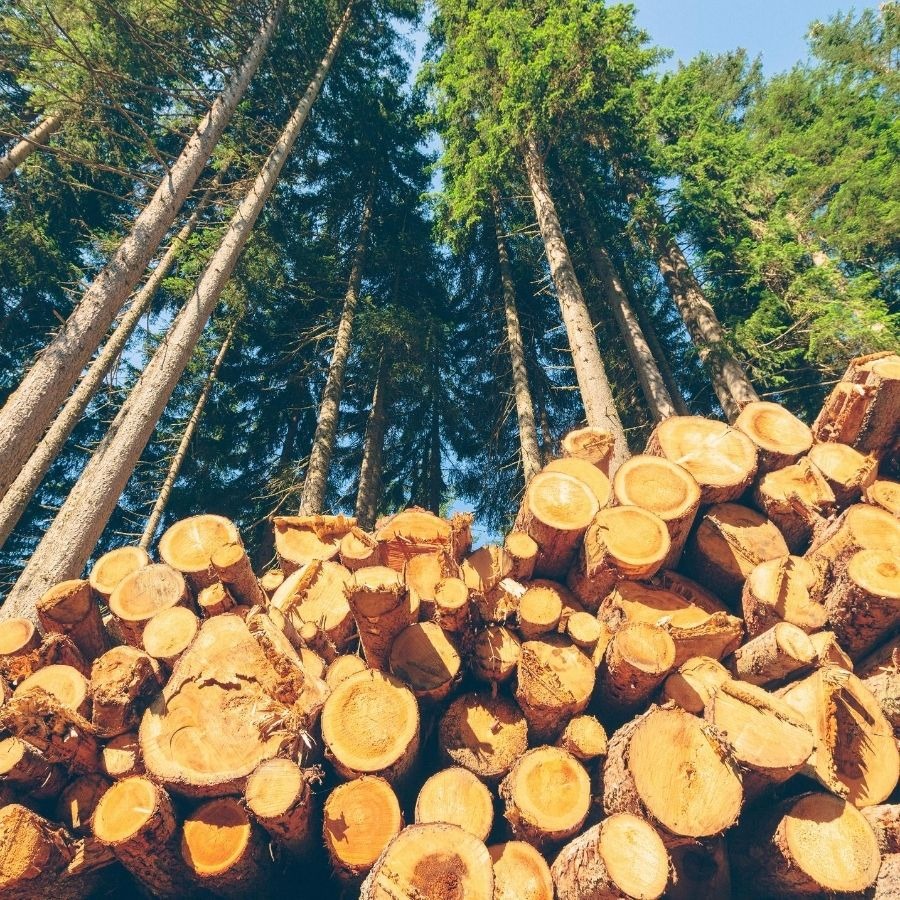 Kłody w lesie na składzie