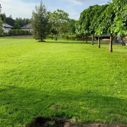 Tak przedstawia się efekt końcowy w postaci właściwego trawnika