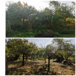 Zdjęcie przedstawia porównanie ogrodu przed i po zabiegach pielęgnacyjnych; górne ujęcie ukazuje zarośnięty teren z drzewami, dolne pokazuje ogród z odsłoniętymi drzewami i posprzątaną trawą.