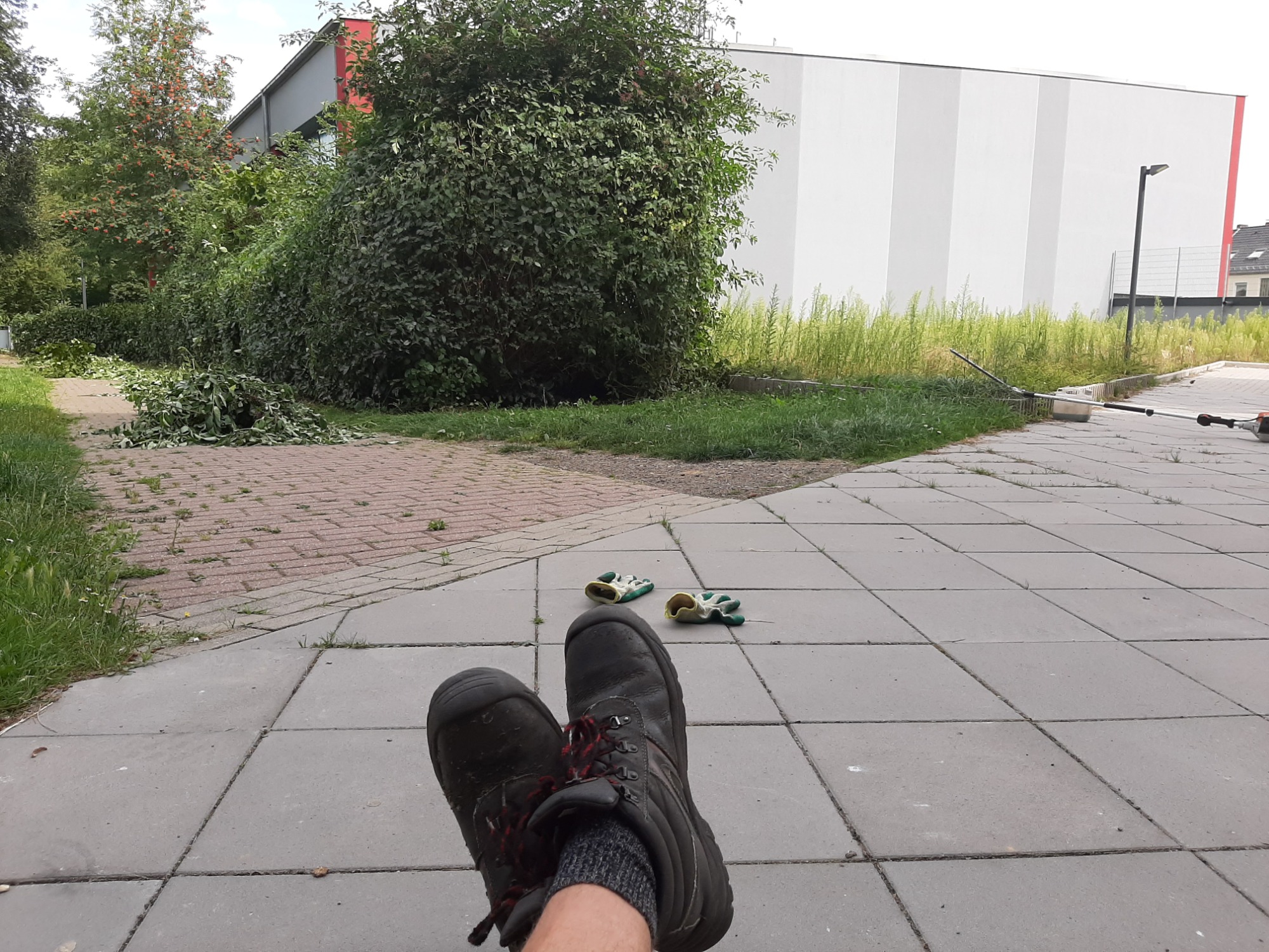 Przycinanie żywopłotów