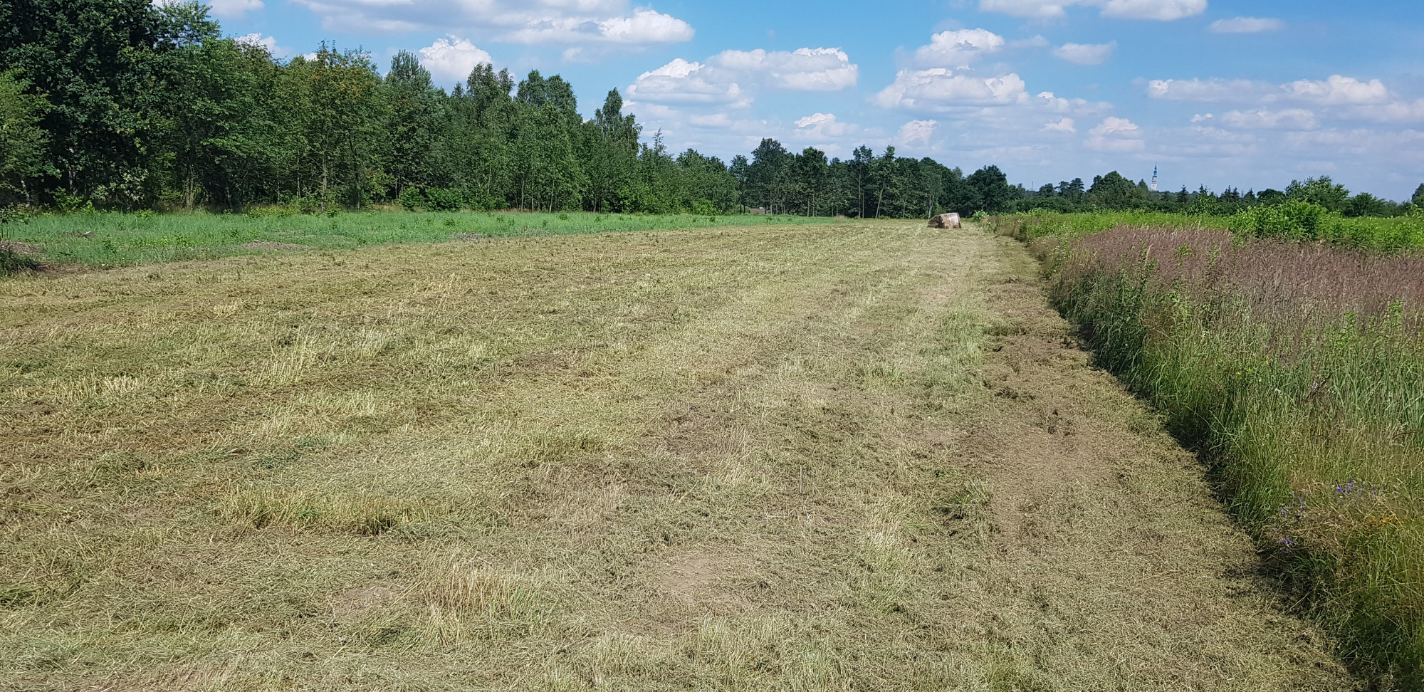 Szeroki kadr na pole po skoszeniu trawy, z widocznymi śladami przejazdu maszyny i stogiem siana w oddali, otoczone zielenią drzew i krzewów pod błękitnym niebem z chmurami.
