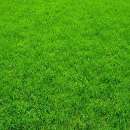 Wycinka drzew Smolec 3