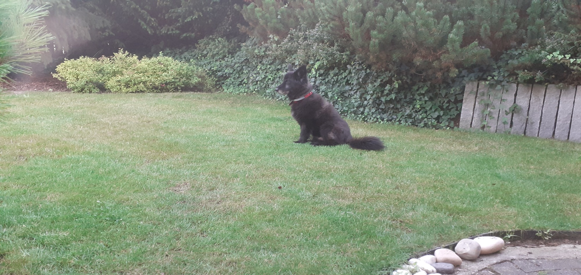 Czarny pies w czerwonej obroży siedzi na równo przystrzyżonym trawniku przed gęstymi krzewami i żywopłotem, z widocznym elementem kamiennej obudowy rabaty w rogu.