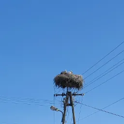 Gniazdo bocianie na słupie energetycznym z dwoma ptakami, błękitne niebo w tle, widoczne przewody elektryczne.