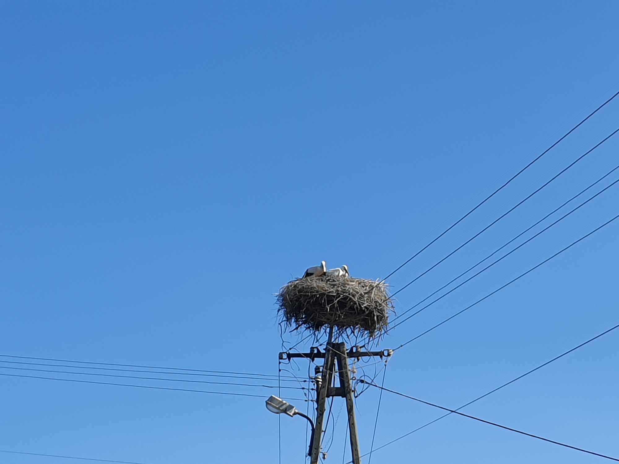 Gniazdo bocianie na słupie energetycznym z dwoma ptakami, błękitne niebo w tle, widoczne przewody elektryczne.