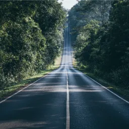 Długa, pusta droga asfaltowa biegnąca przez gęsty las, perspektywa z poziomu jezdni, poranne światło tworzy długie cienie.