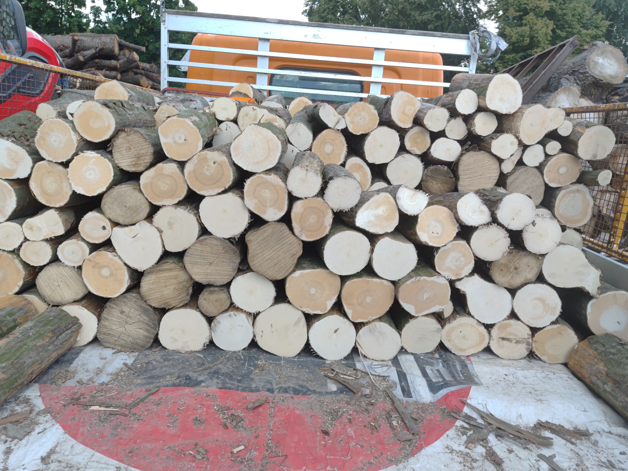 Kłody drewna ułożone w stos na pace ciężarówki z pomarańczową kabiną. Widoczne słoje drewna i resztki kory. W tle zieleń drzew.