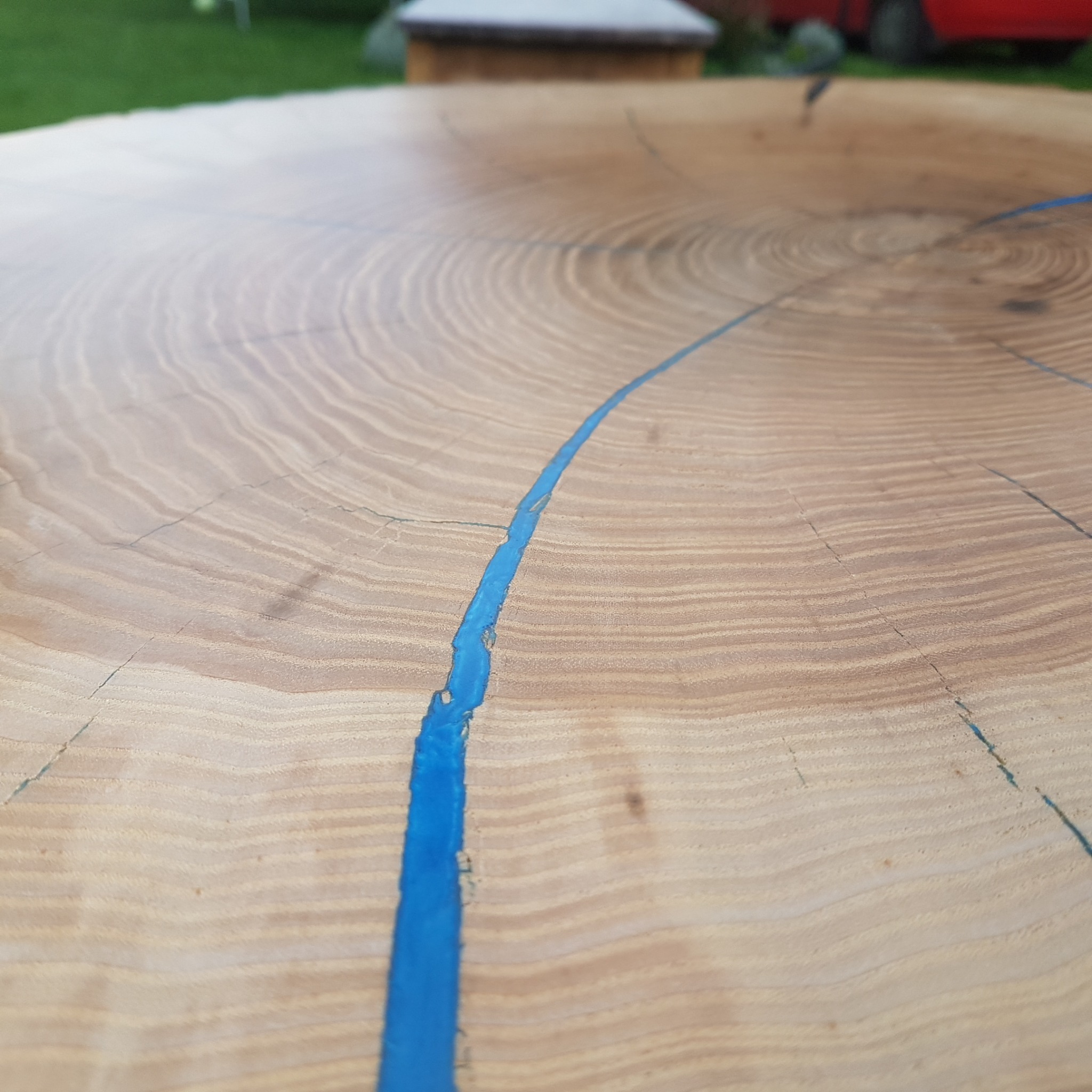 Przekrój pnia drzewa z wypełnieniem z żywicy epoksydowej w kolorze niebieskim, widoczne słoje drewna i kora.