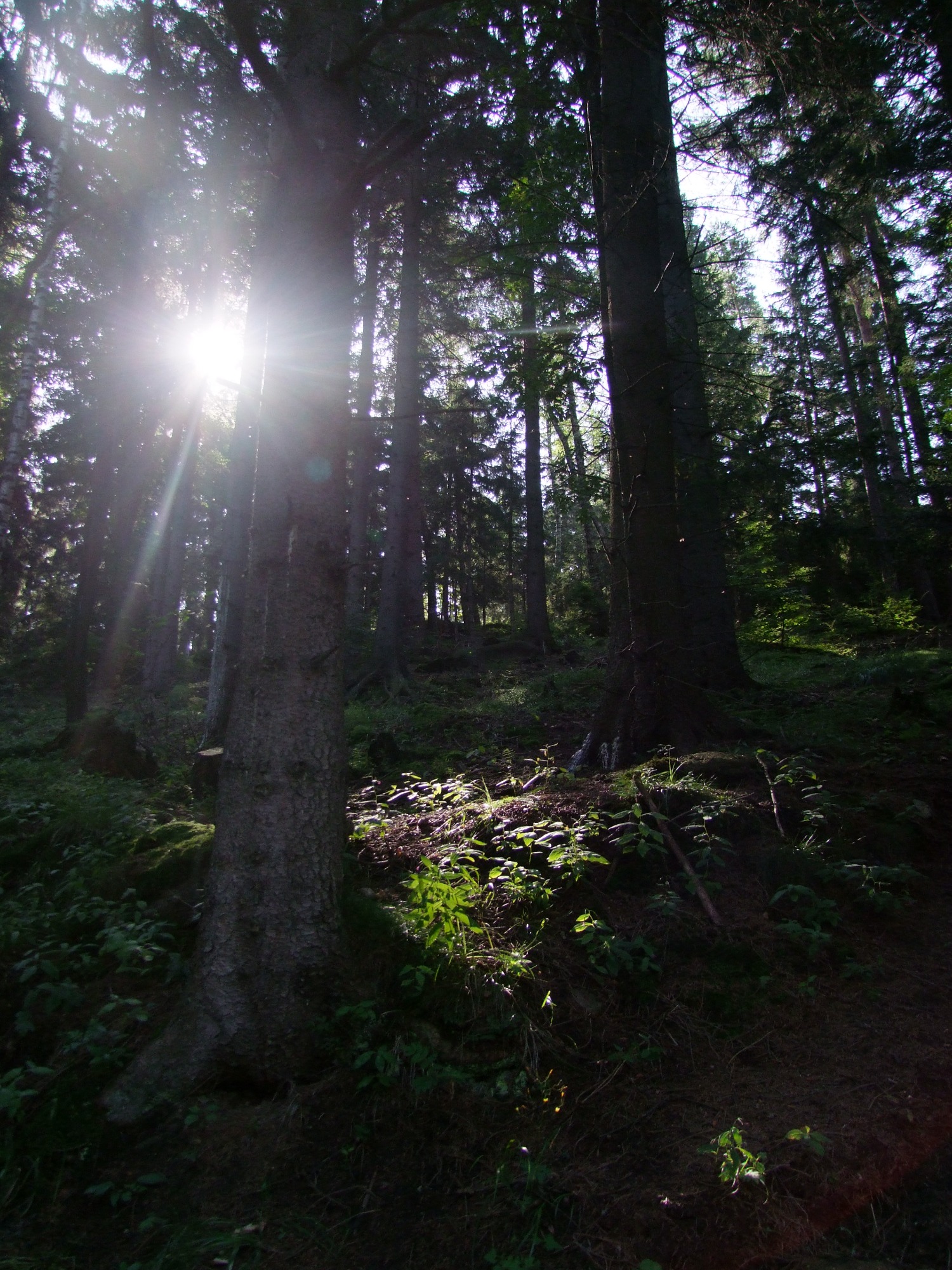 Promienie słoneczne przebijają się przez korony wysokich drzew iglastych w gęstym lesie, oświetlając fragment poszycia.