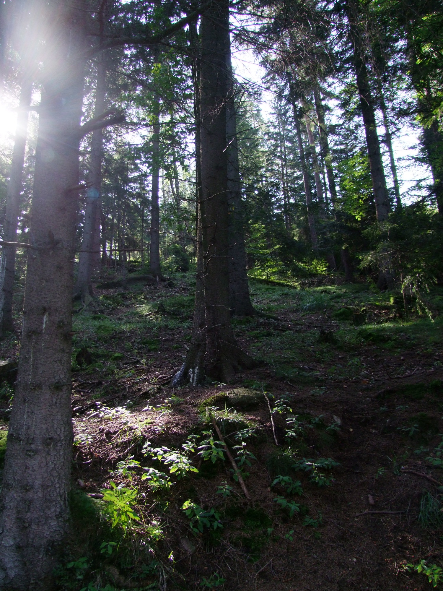 Promienie słoneczne przebijają się przez korony wysokich drzew iglastych w gęstym lesie, oświetlając mchy i runo leśne na zboczu.