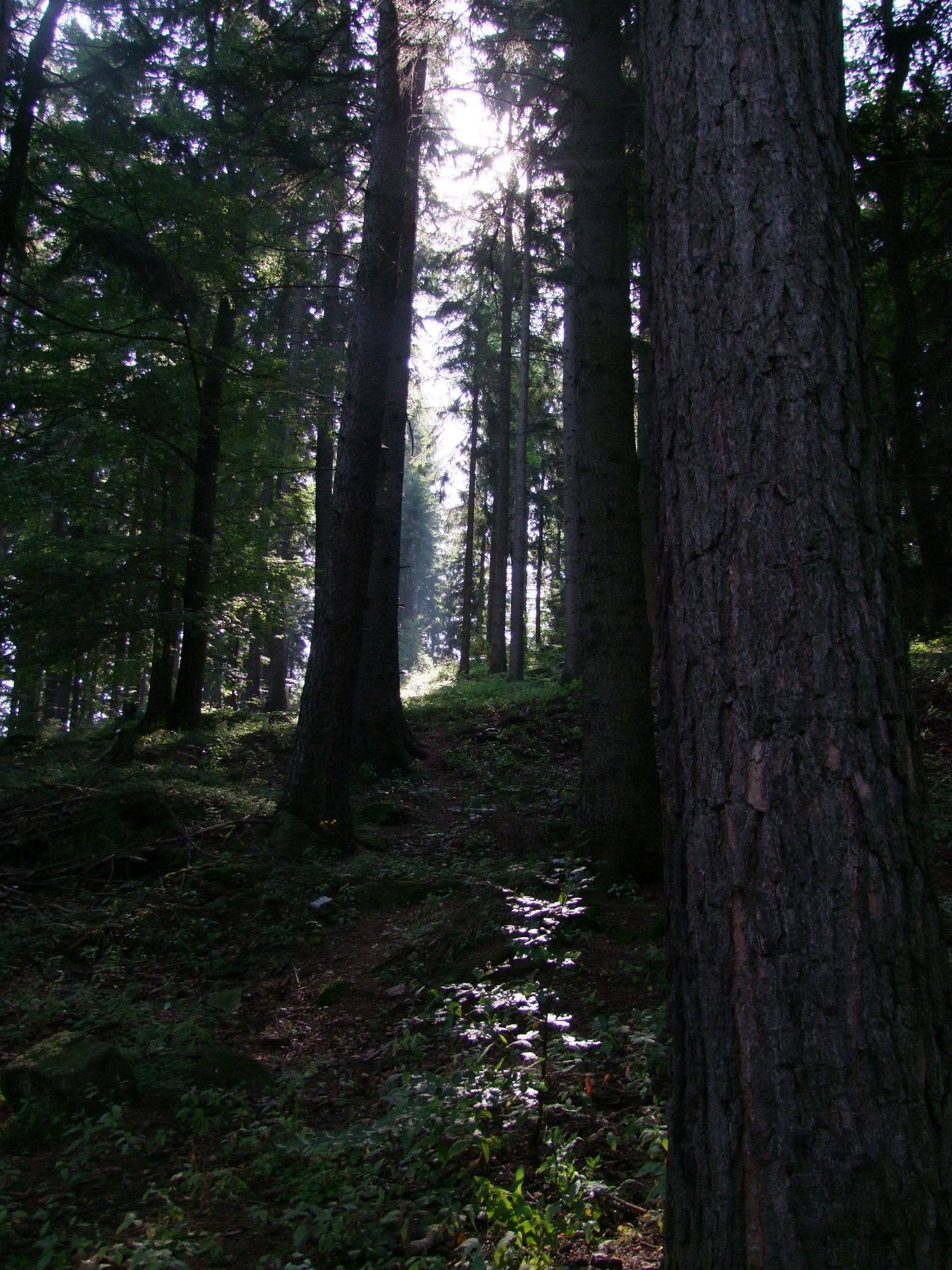 Gęsty las iglasty z promieniami słońca przebijającymi się przez korony drzew, oświetlającymi runo leśne.