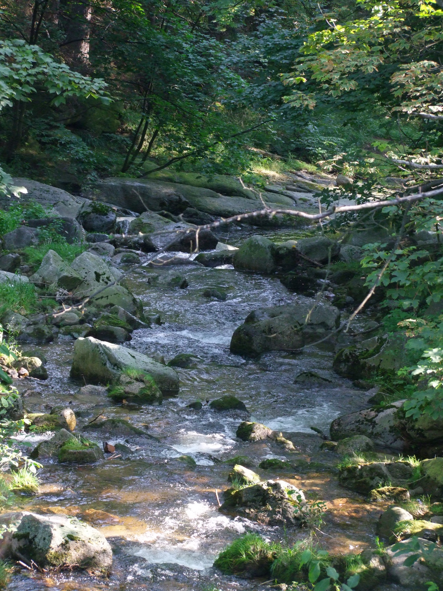 Leśny strumień z kaskadami wody płynący między kamieniami porośniętymi mchem, otoczony zielenią drzew.