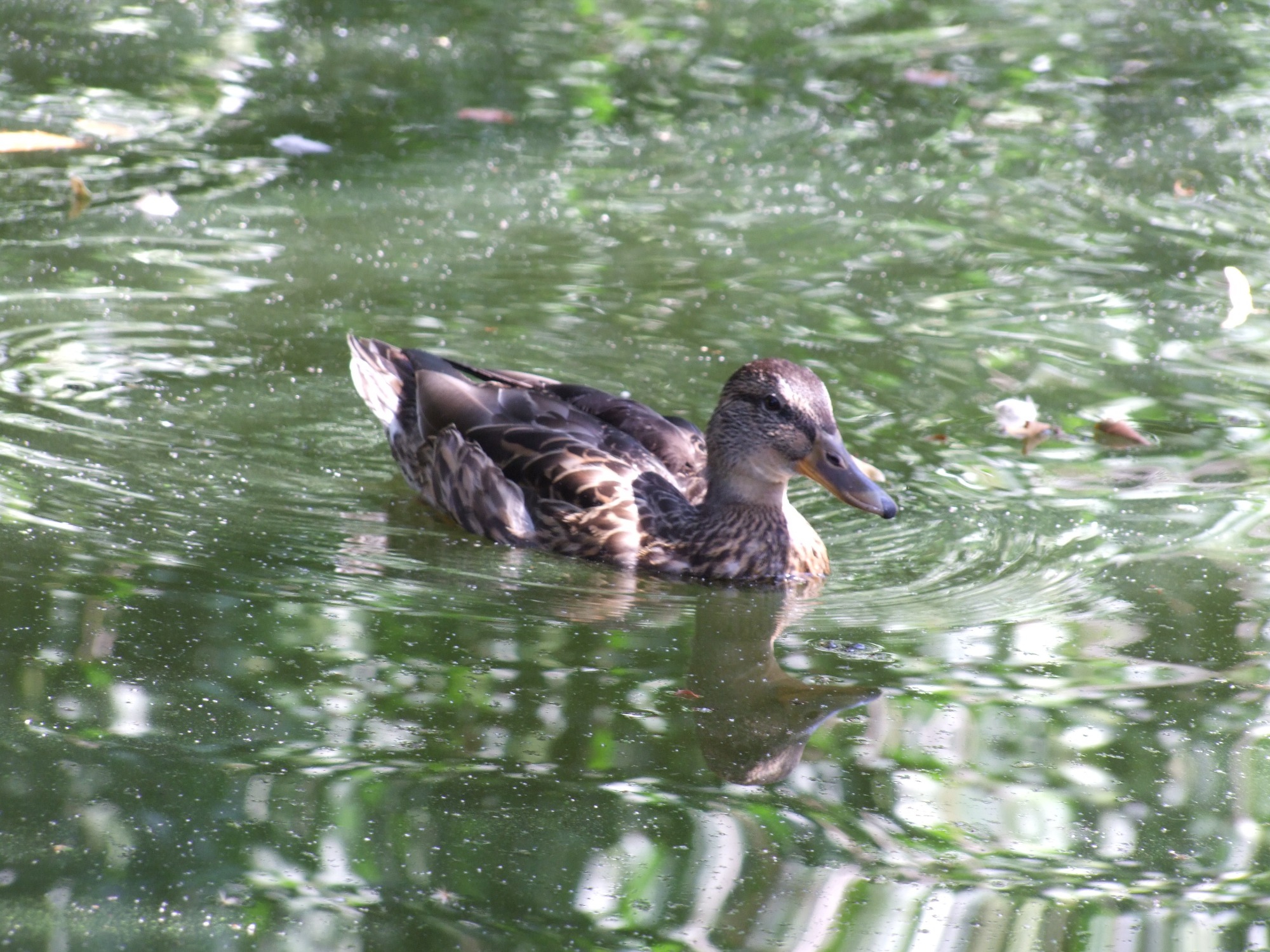 Kaczka krzyżówka płynie po zielonej, zarośniętej wodzie, tworząc delikatne fale.