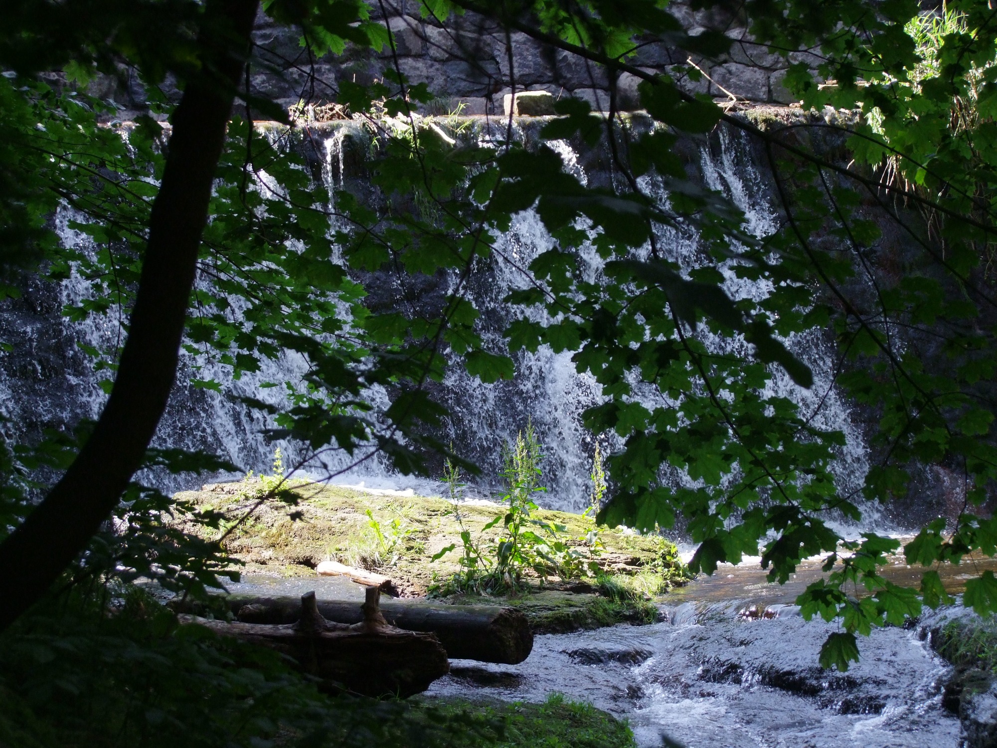 Kaskada wodna w lesie, zarośnięty brzeg i powalone pnie drzew, widok przez liście drzew.