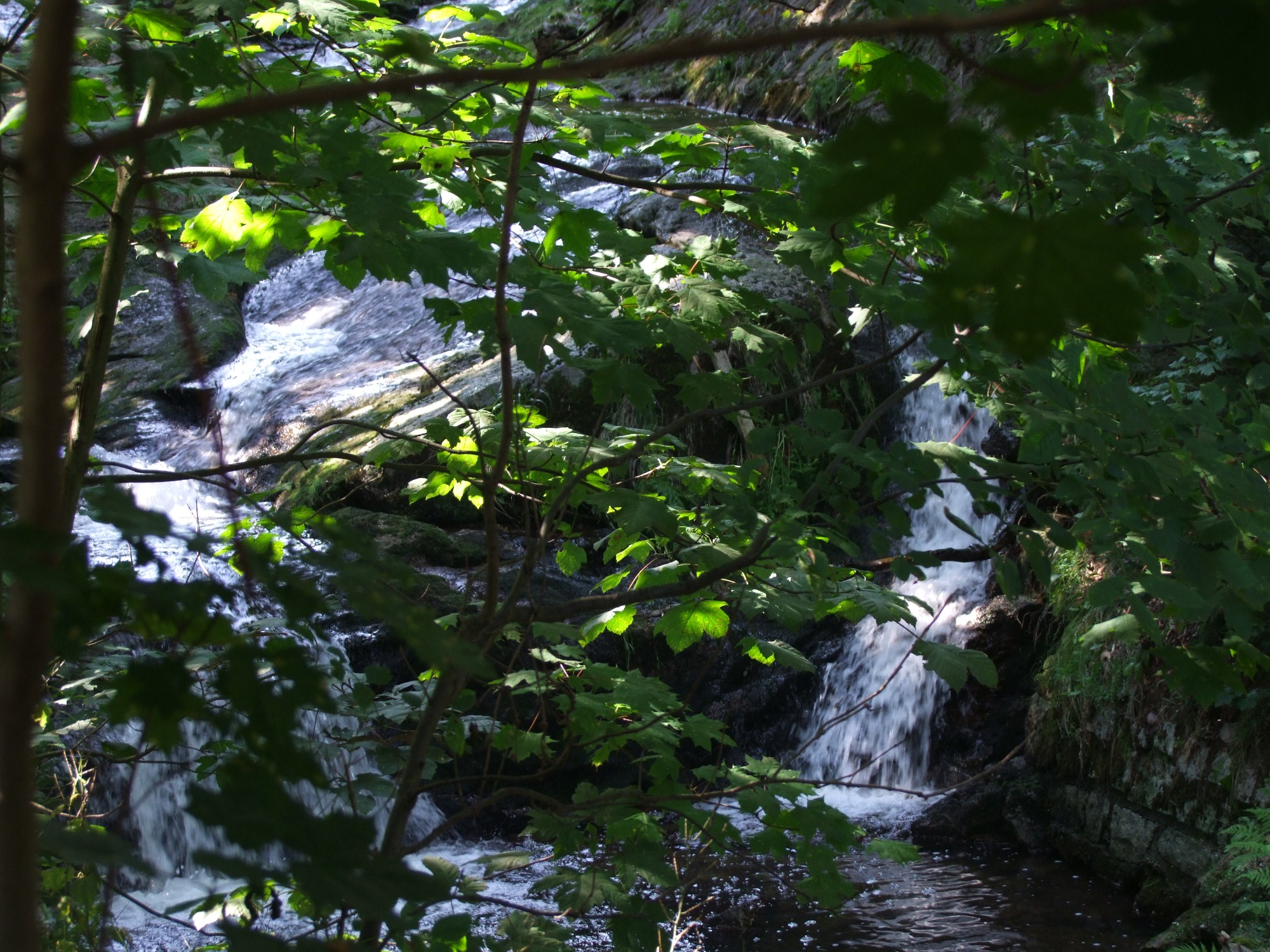 Mały wodospad z kaskadami, widoczny przez gałęzie drzew z zielonymi liśćmi w lesie.