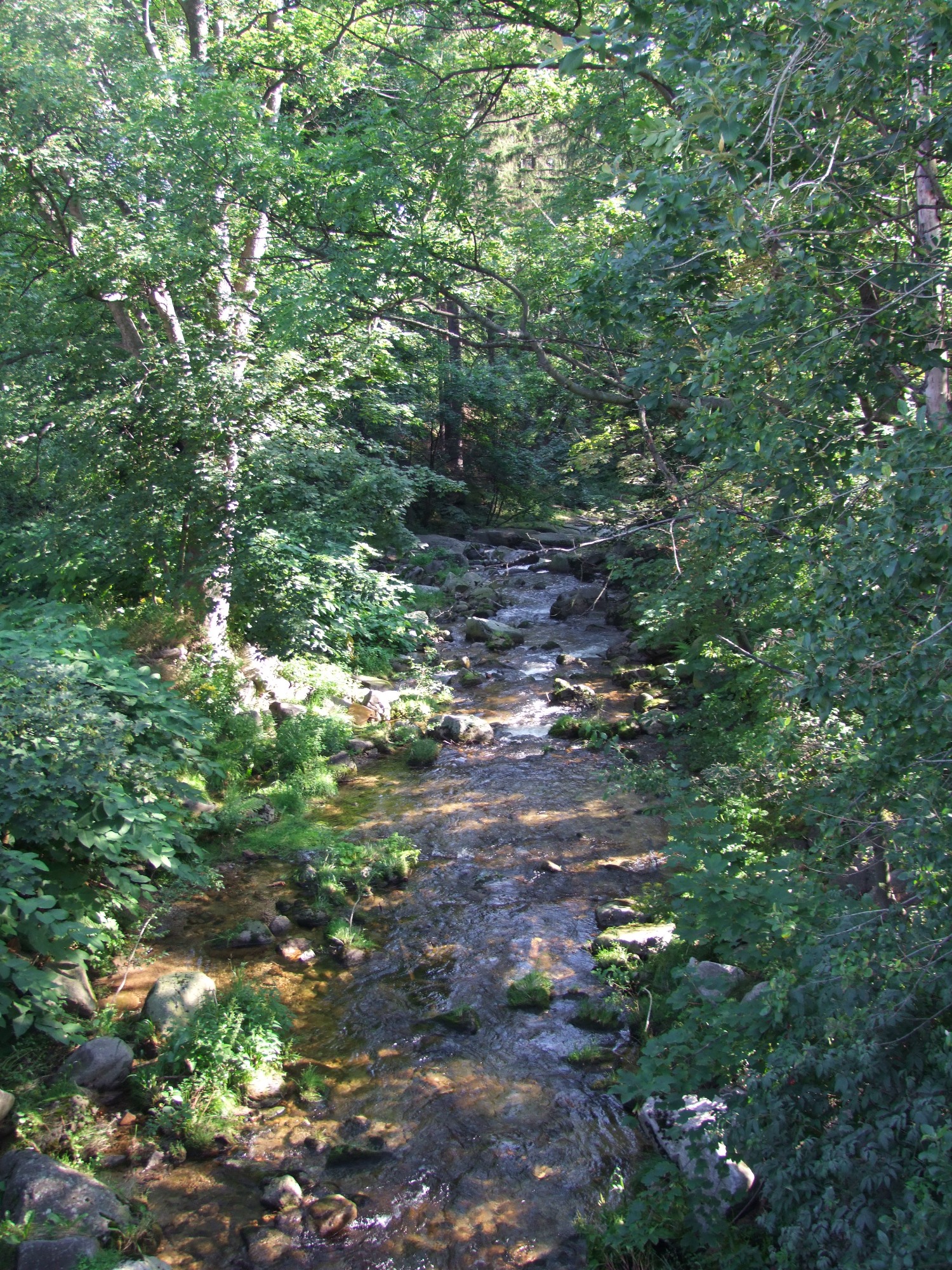 Wąski, płytki strumień płynie przez zalesiony obszar, kamienie pokryte mchem w korycie, gęste listowie drzew i krzewów po obu stronach, tworząc naturalny tunel.