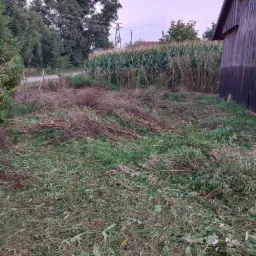 Teren po wycince krzewów i częściowym skoszeniu trawy, widoczne resztki gałęzi i ściętej trawy, w tle budynek gospodarczy i pole kukurydzy.