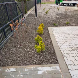 Świeżo posadzone, żółte karłowate sosny na żwirowym podłożu, obok kostki brukowej, z zielonym samochodem dostawczym w tle.