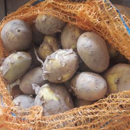 Ziemniaki Agria- pakowane po 15 kg 