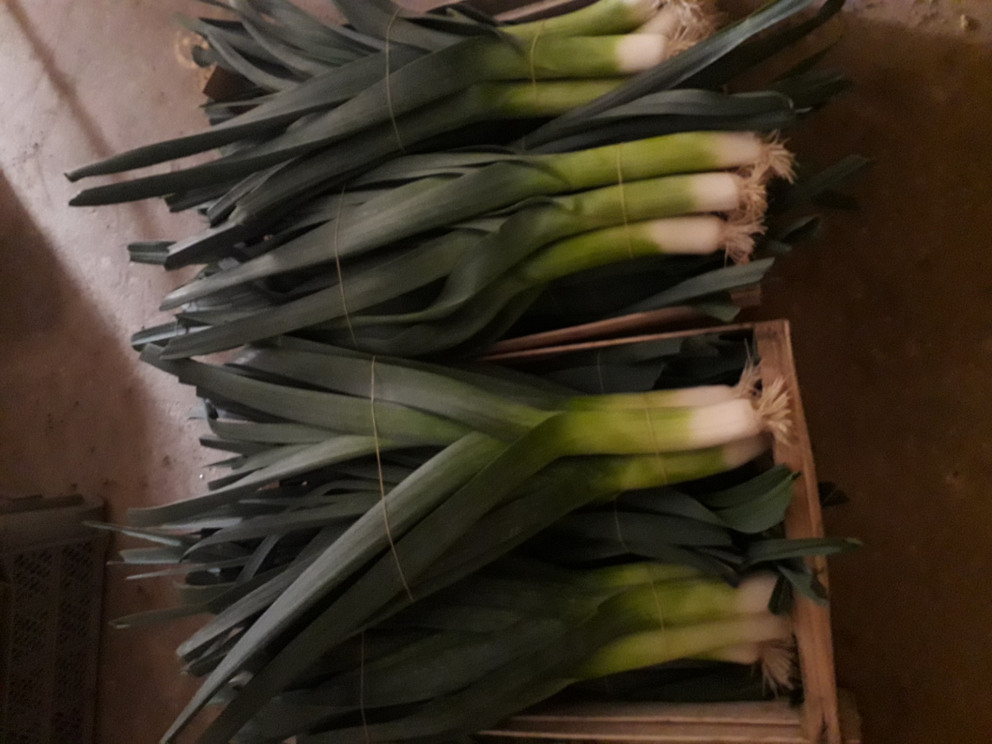 W naszej ofercie dostępny por