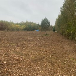 DRZEWUS Sebastian Majewski - Mulczowanie terenu z drzew, samosiejek