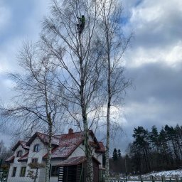DRZEWUS Sebastian Majewski - Wycinka alpinistyczna