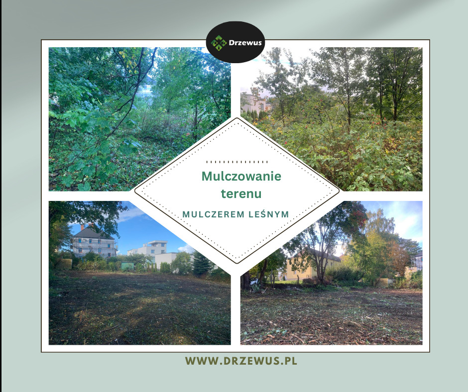 Mulczowanie działki z samosiejek, krzaków