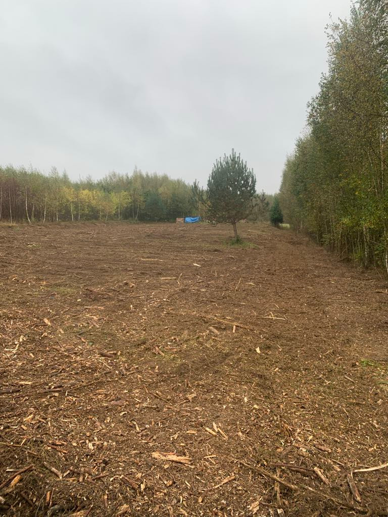 Mulczowanie terenu z drzew, samosiejek