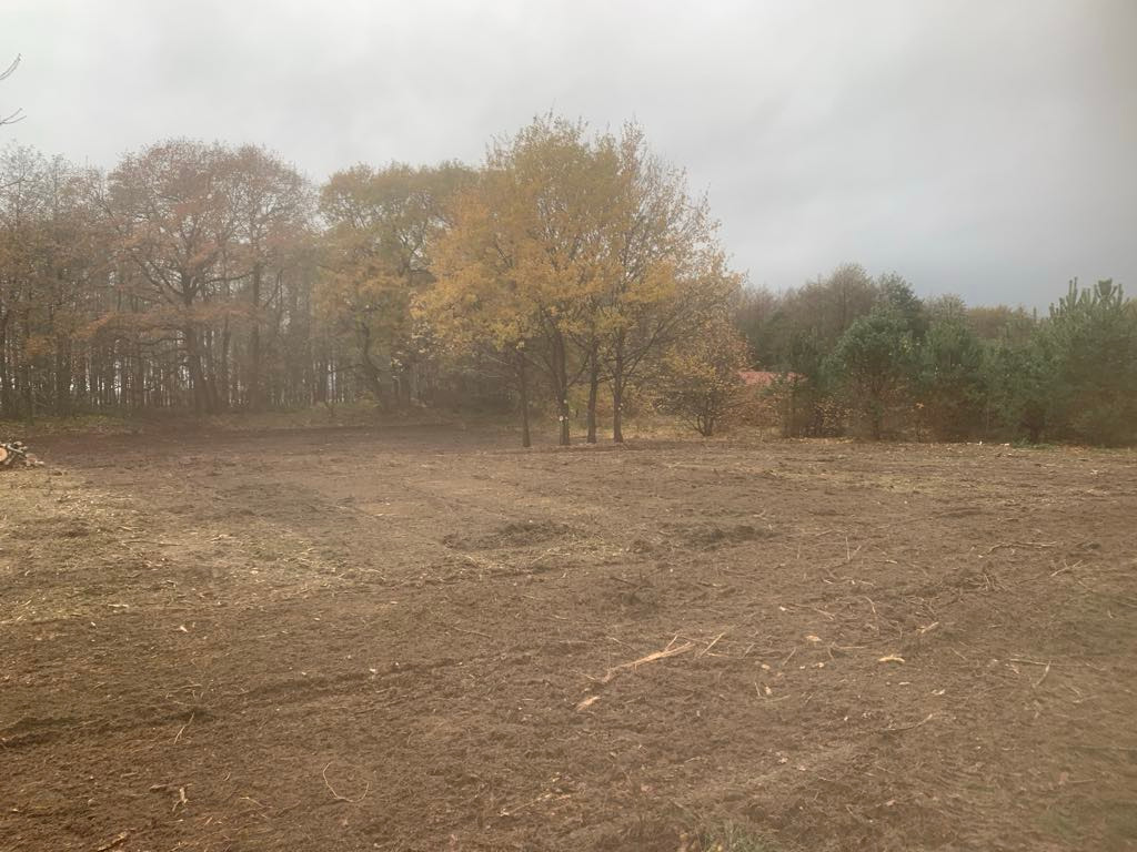 Oczyszczanie terenu z drzew, samosiejek