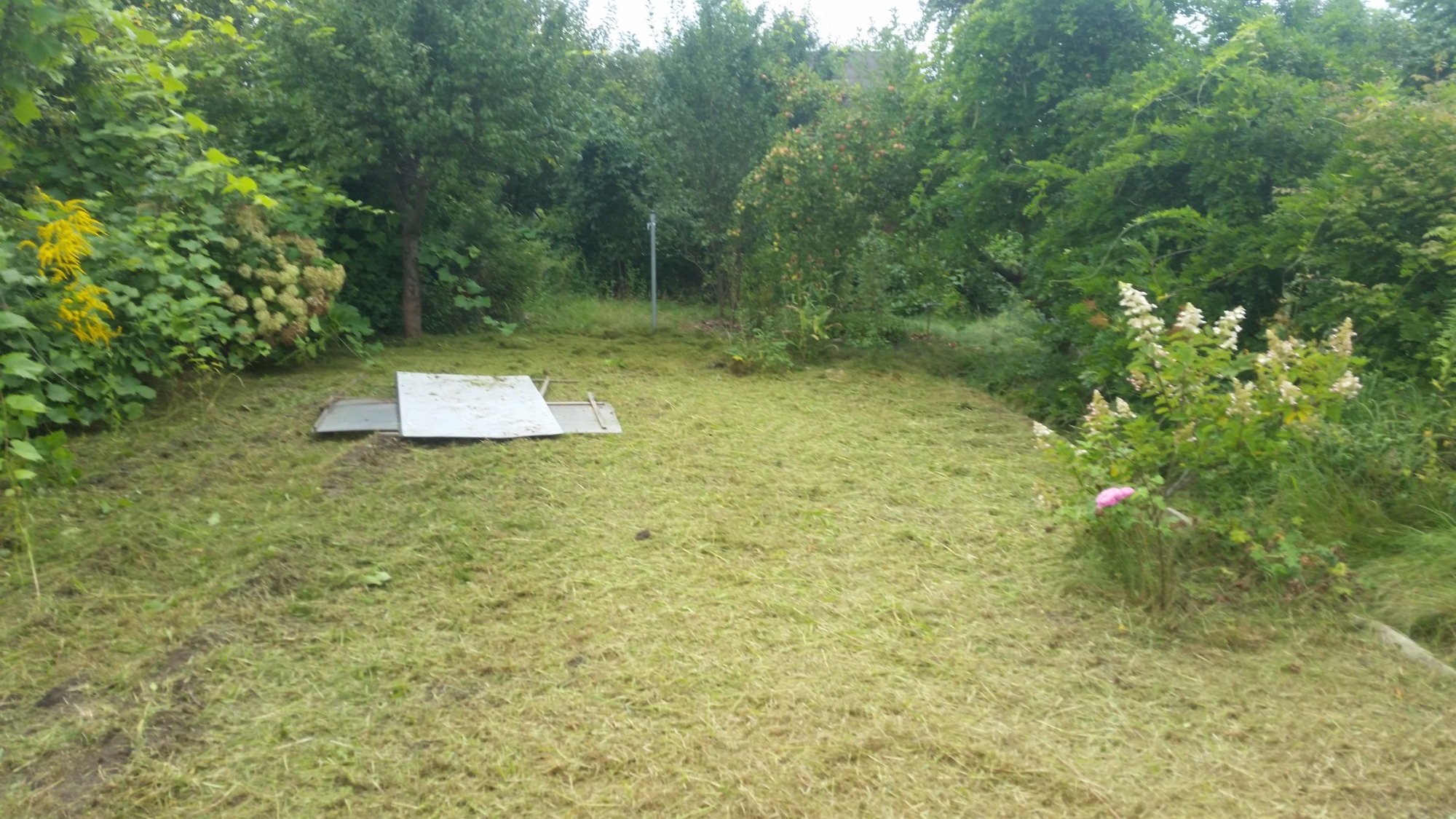 Świeżo skoszony trawnik z widocznymi resztkami trawy, w tle bujna roślinność ogrodowa i częściowo zakryte płyty chodnikowe.