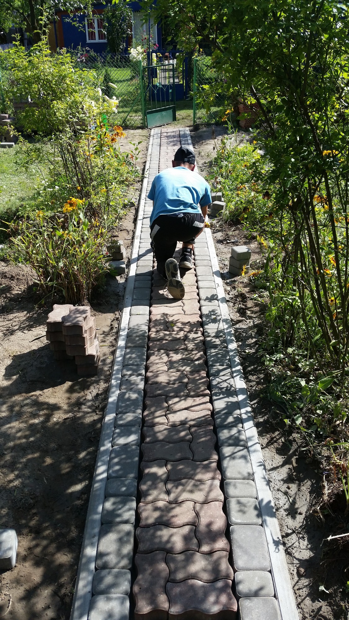Pracownik w niebieskiej koszulce klęczy przy układaniu ścieżki z kostki brukowej w ogrodzie, widok z tyłu, stos kostki obok.