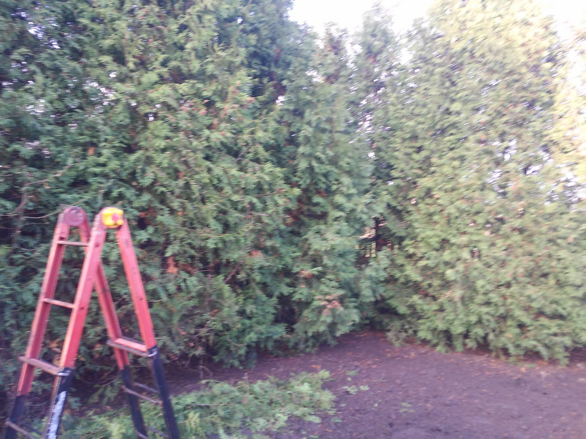 Czerwona drabina oparta o wysokie tuje, przycięte gałęzie na ziemi.